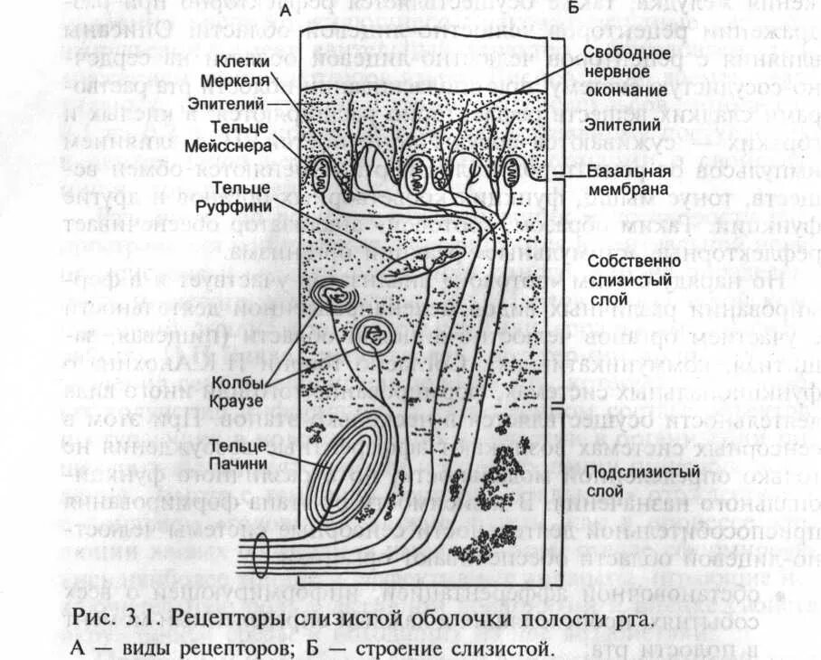 Слои полости рта. Строение слизистой оболочки ротовой полости. Рецепторы слизистой оболочки полости рта. Слизистая оболочка полости рта строение. Строение кожи и слизистой оболочки полости рта.