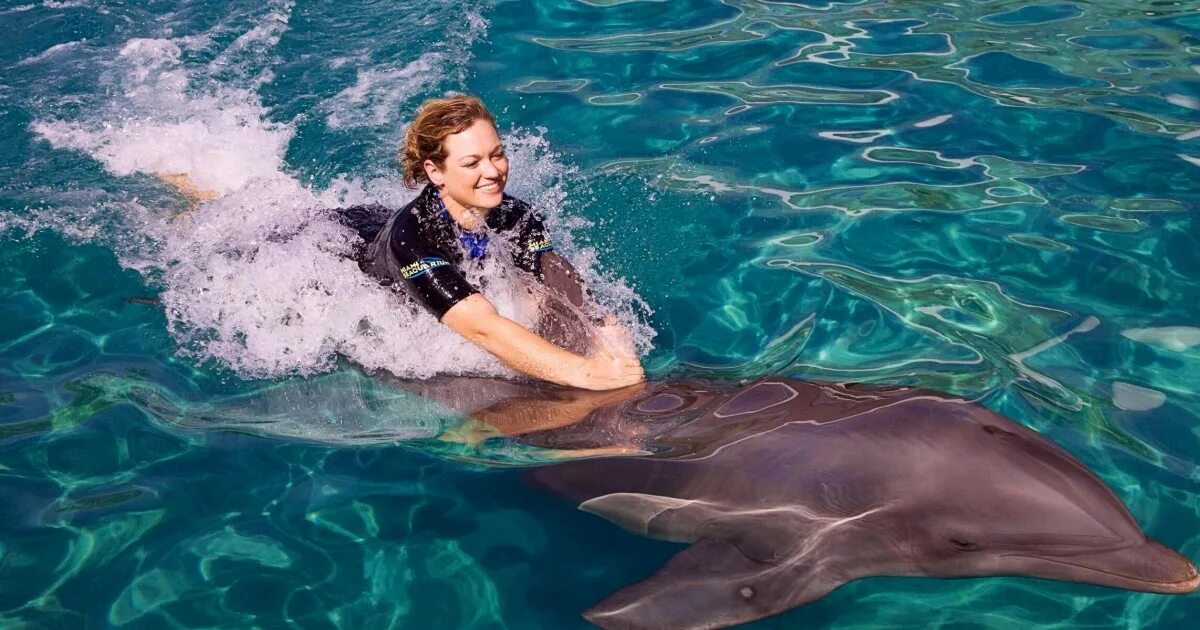 Дельфин ростов. Miami seaquarium. плавание с дельфинами. поплавать с дельфинами майами. плавание с дельфинами майами.