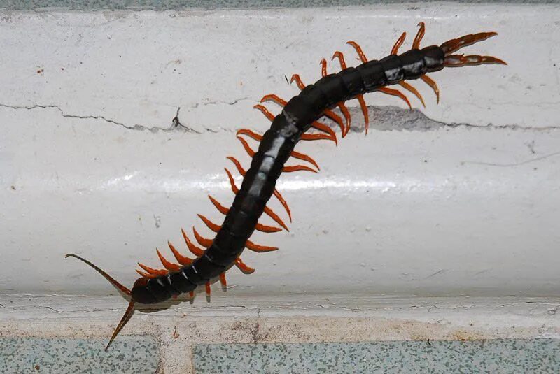 Крымская кольчатая сколопендра. Сколопендра дома. Сороконожка сколопендра. Мокрица сороконожка домашняя. Мокрица многоножка.