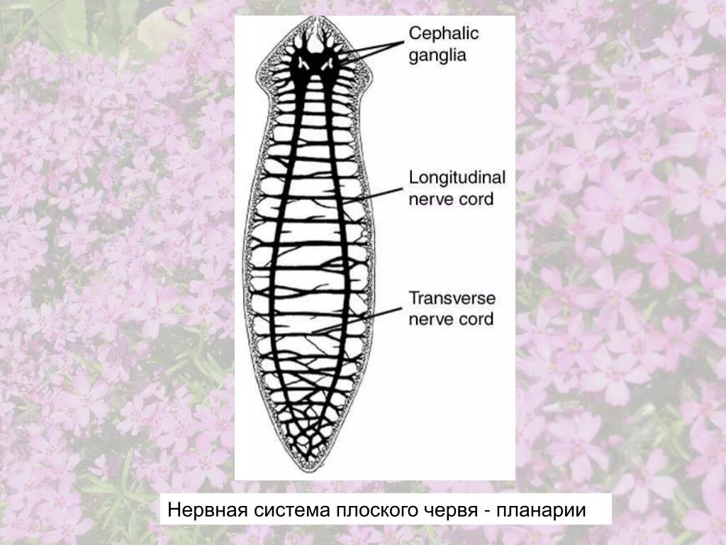 Нервная система плоских червей. Нервная система плоских червей червей. Нервная система система планарии. Схема строения нервной системы плоского червя.