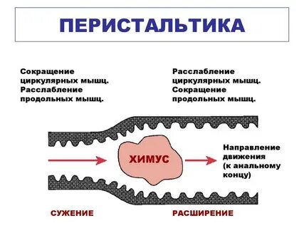 Усиление моторики кишечника