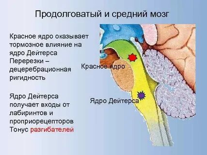 Средний и продолговатый мозг