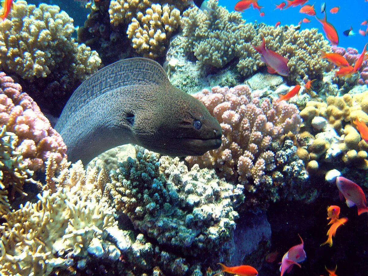 Коралл e-009. Рыба попугай клюв. Цинарина. Кораллы зубы. Кораллы зубы.