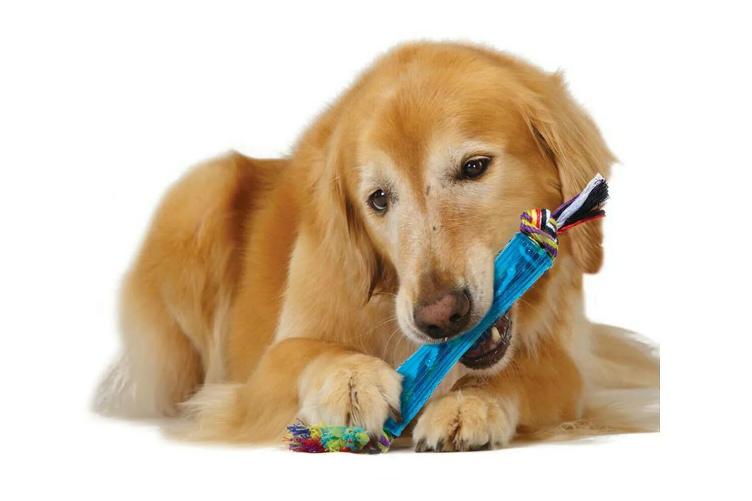 PETSTAGES PETSTAGES. Игрушки PETSTAGES для крупных собак. Собака с игрушкой в зубах. Палочка для собак PETSTAGES.