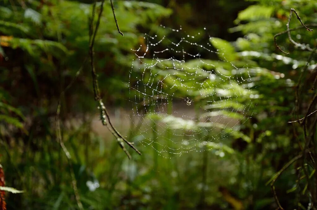 Дождь в лесу. Лето дождь. Дождь в лесу. Каким бывает лес и дождь. Дождь.