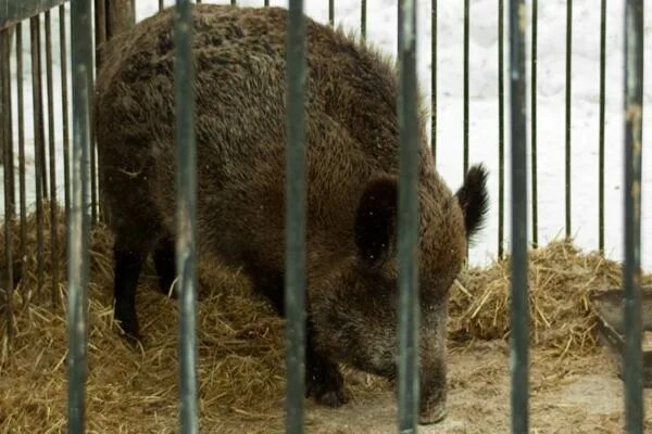 Кабаны в зоопарке. Кабан козёл Таганрог. Ростовский зоопарк копытные. Кабан в зоопарке. Кабаны в Московском зоопарке.