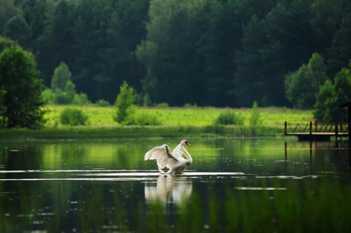 Лебеди в пруду. Природа и птицы на озере. Пейзажи с лебедями на озере. Птицы лесного озера. Природа река птицы