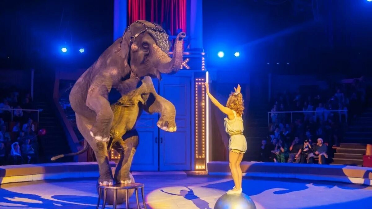 Лучшие места в цирке. Цирковые артисты. Курский цирк девочка и слон. Воронежский цирк слон. Девочка и слон цирк воронеж 2024.