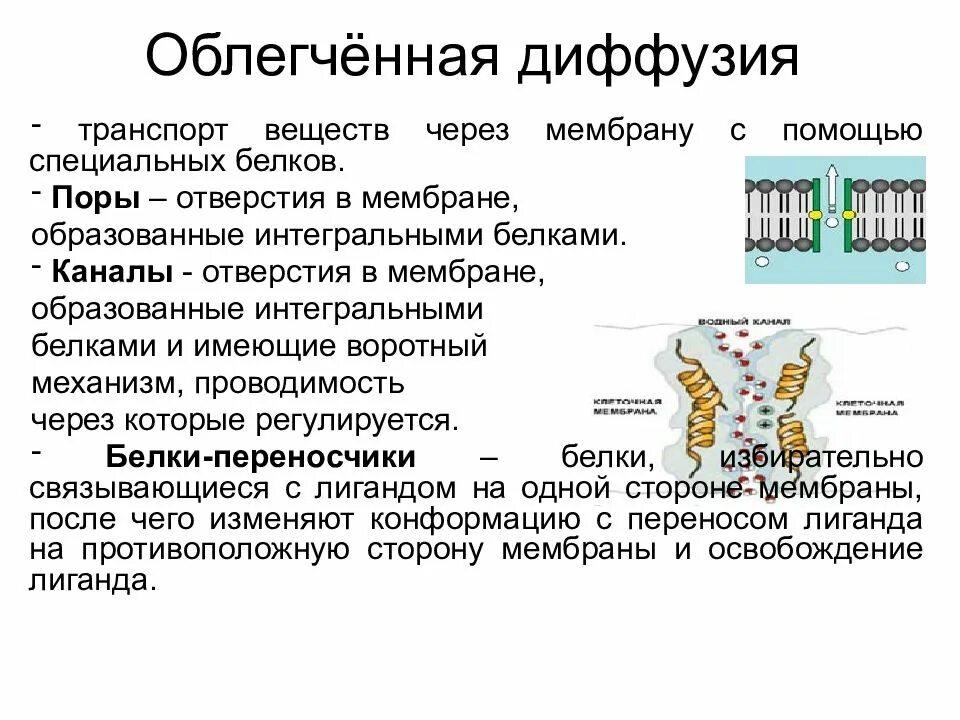 Белковый транспорт. Облегченная диффузия веществ через мембрану. Диффузия транспорт веществ через мембрану. Облегченная диффузия белки переносчики. Белки каналы в мембране.