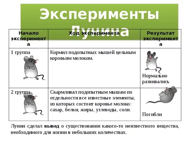 Лунин и мыши. Опыт Лунина с мышами. Лунин опыты на мышах. Лунин эксперимент с мышами.