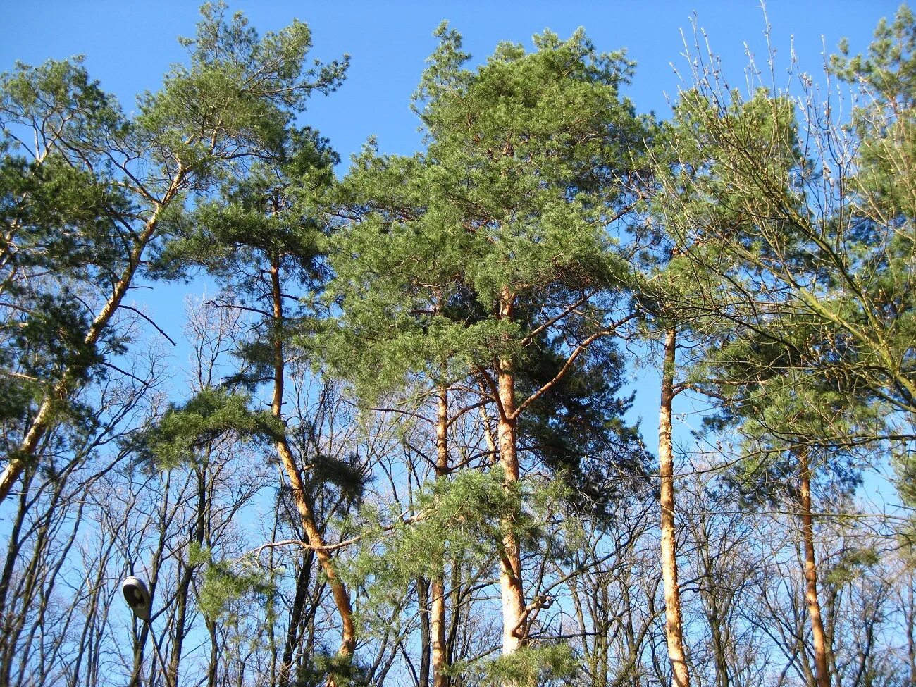 Сосна обыкновенная габитус. Сосна обыкновенная (pínus sylvestris). Сосна обыкновенная (лат. Сосна в какой природной. Сосна в какой природной.