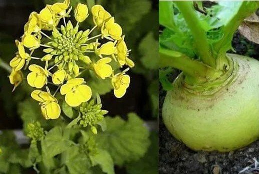Турнепс (brassica rapa). Турнепс цветет. Репа крестоцветная. Репа крестоцветная. Репа крестоцветная.