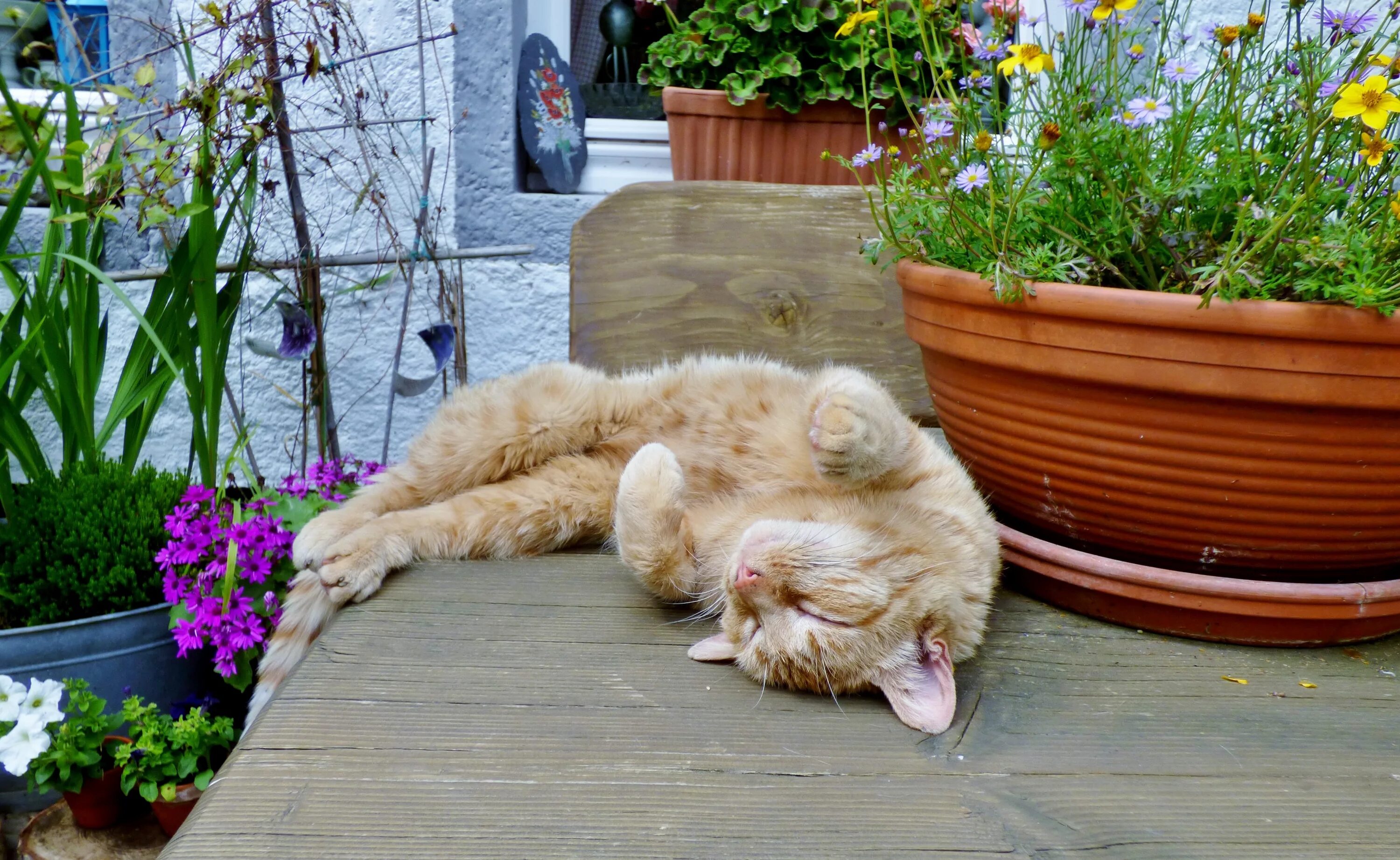 Is sleeping in the garden. Кот на даче. Кошка отдыхает. Кошечки на даче. Котенок на даче.