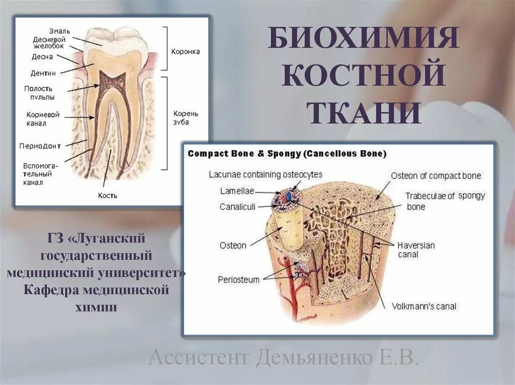 Биохимия зуба. Биохимия костной ткани. Пульпа биохимия. Пульпа зуба биохимия. Строение костной ткани зуба.