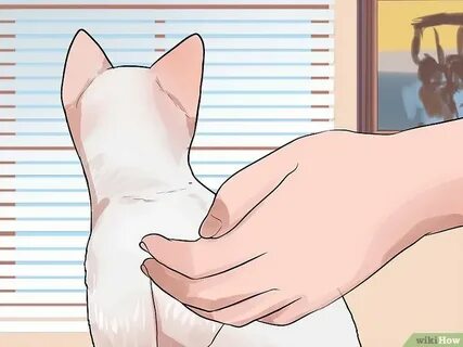 How to petting