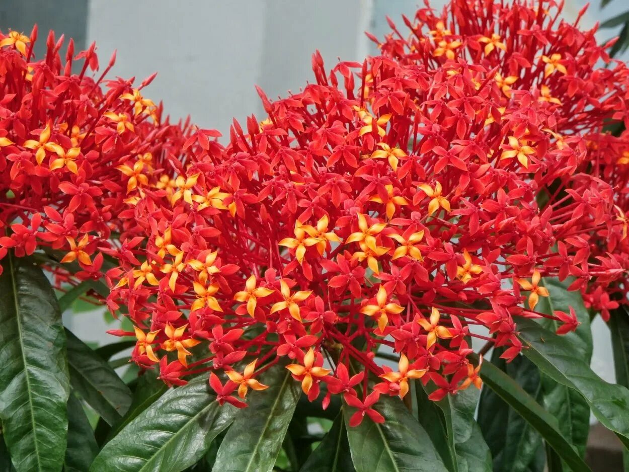 Иксора. Иксора красная растение. Ixora coccinea. Иксора цветок. Иксора яванская.