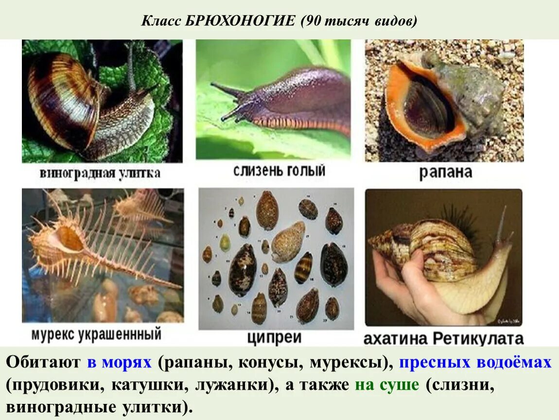 Приведите по три примера животных моллюски. Класс брюхоногие моллюски представители. Наземные брюхоногие моллюски представители. Класс брюхоногие моллюски улитки. Брюхоногий моллюск рапана.