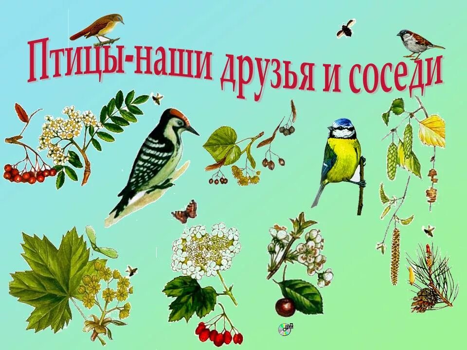 Птицы наши друзья. Плакат пернатые друзья. Пчитчы нашы друзя. День птиц. Крылатые соседи