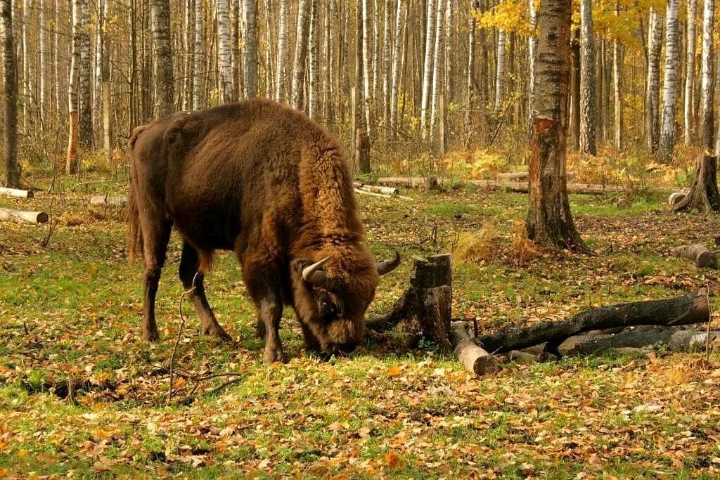 Зубр в лесу. Художник виктор бахтин картины. Зубр в зимнем лесу. Дикая природа беларуси. Зубр зимой беловежская пуща.