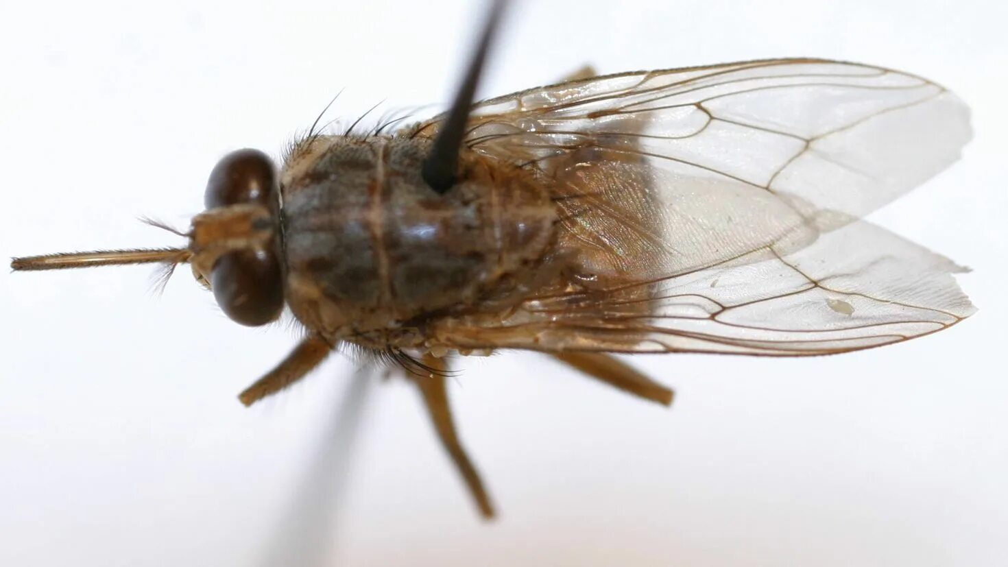 Tsetse fly. Насекомые Муха ЦЕЦЕ. Муха ЦЕЦЕ Крылья. Африканская Муха ЦЕЦЕ. Муха ЦЕЦЕ Ангола.