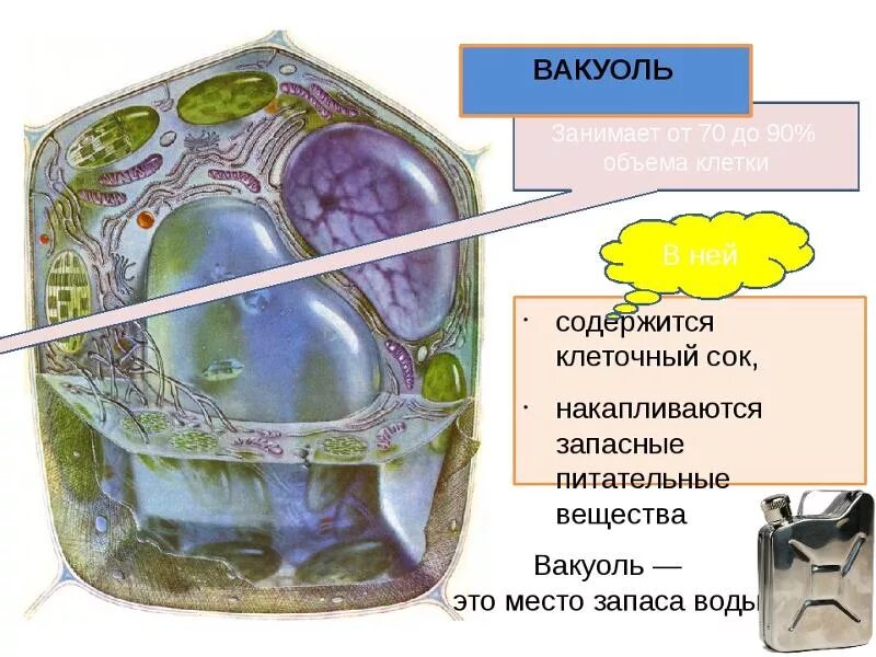 Запасные вещества клетки. Вещества клетки растений. Вакуоли растительной клетки. Клеточный сок раствор