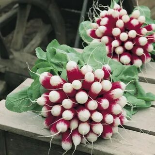 Семена редиски