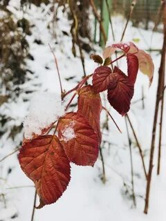 Малиновые листья на зиму