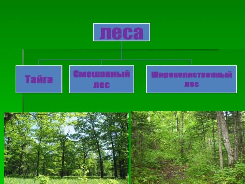 Урок лесная зона. Зона широколиственных лесов климат. Тайга смешанные и широколиственные леса. Смешанные леса России. Лесная зона.