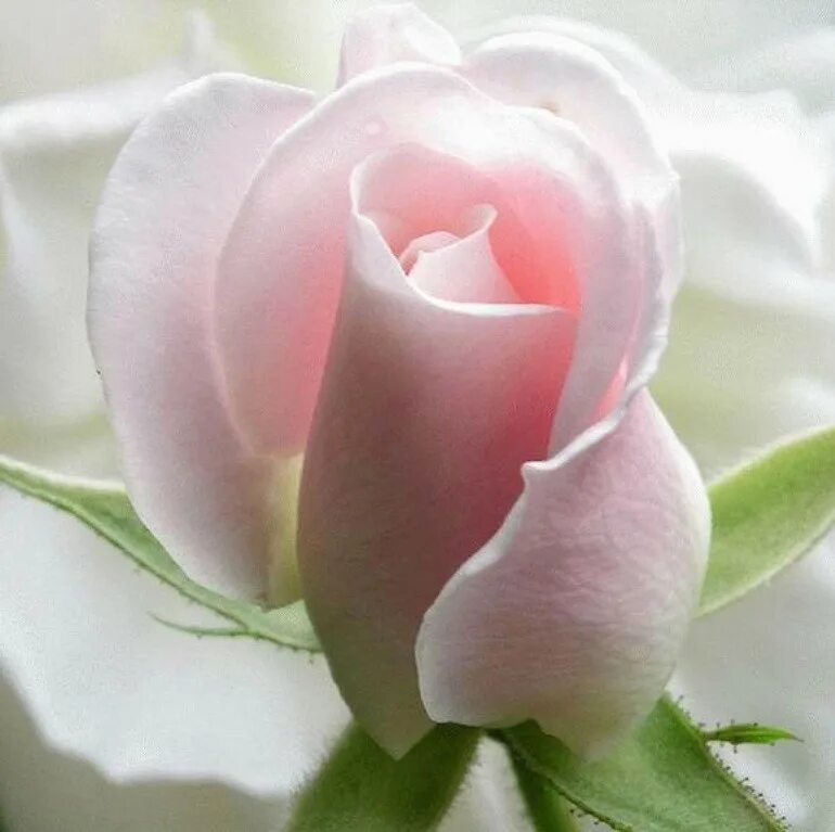 Восхитительно нежный. Нежный цветок. Самые нежные розы. Нежность розы. Чудесные нежные розы.
