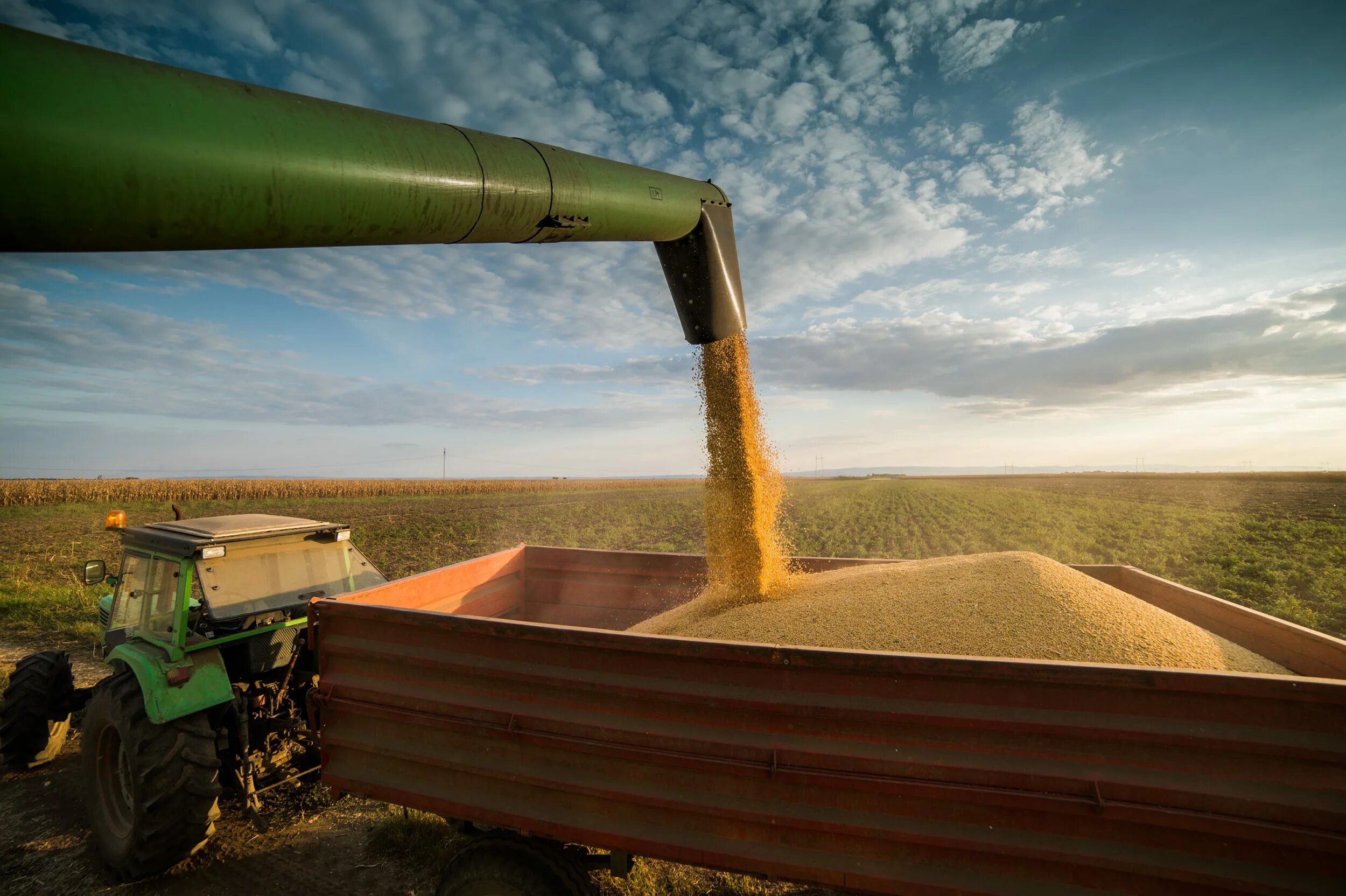 Бразилия является крупнейшим производителем. Соя Аргентина. Soybean Crop. Soybean Crop growth. Soja.