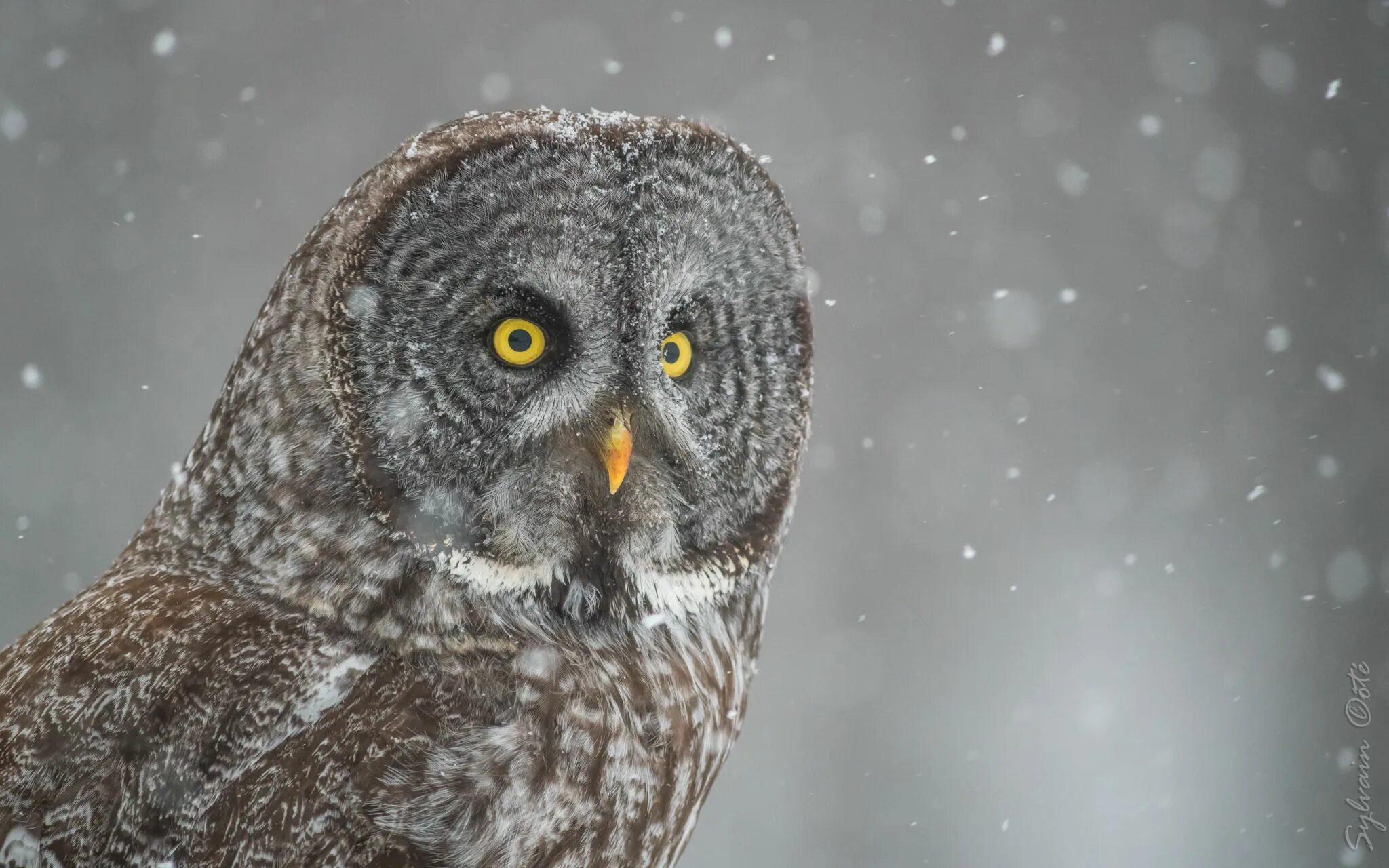 Strix nebulosa. Owl Canada. Серая Сова от дормео. Nana chouette. Серая сова на китайском