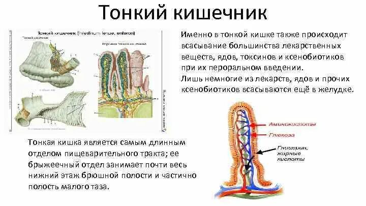 Тонкий кишечник строение и функции. Тонкий кишечник строение и функции таблица. Строение тонкой кишки кратко. Функции тонкой кишки анатомия.