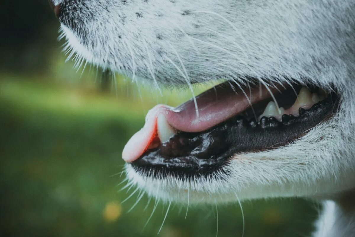 Почему вылезает собака. Заболевания зубов у собак.