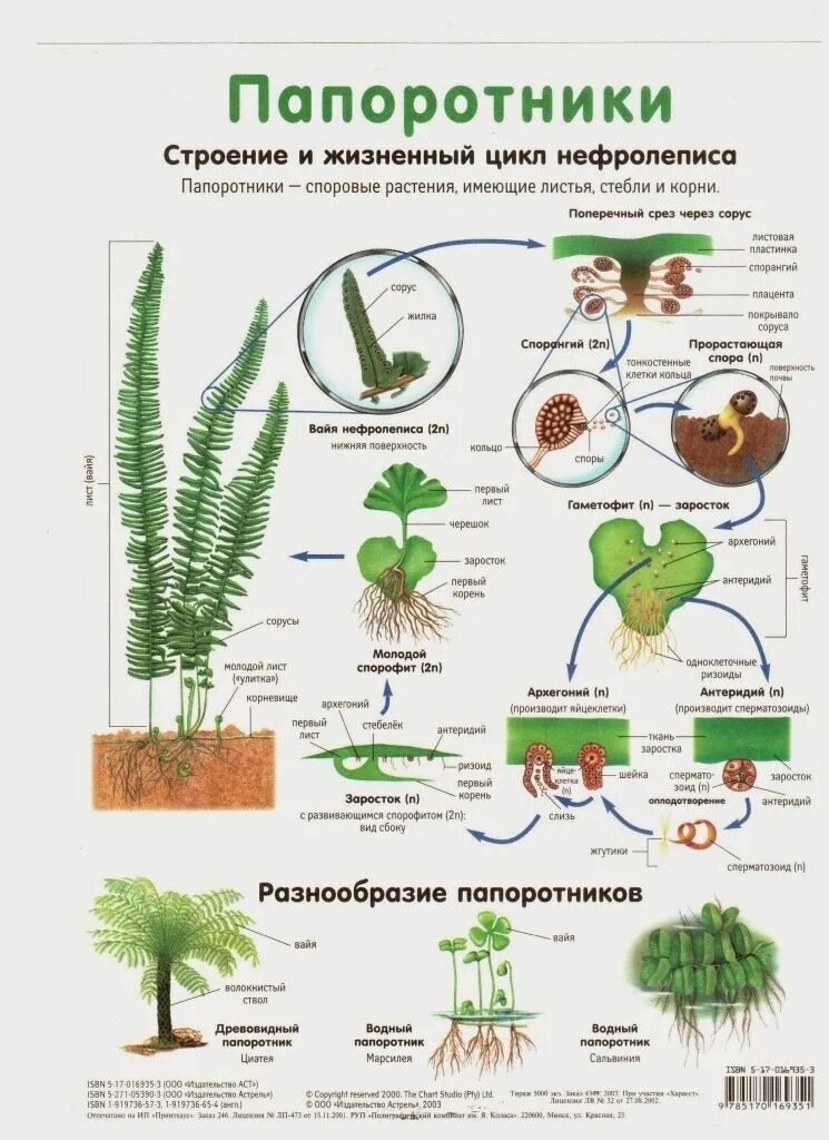 Какие растения цветут голосеменные папоротники. Папоротникообразные растения строение. голосеменные растения папоротник. строение папоротникообразных. биология конспекты.