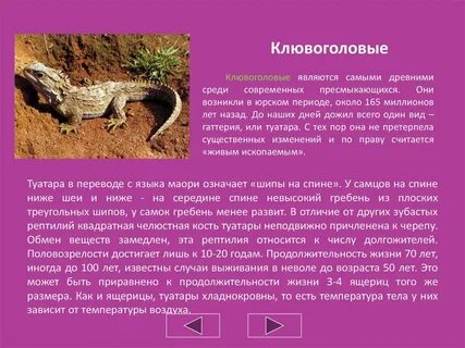 Клювоголовые особенности строения