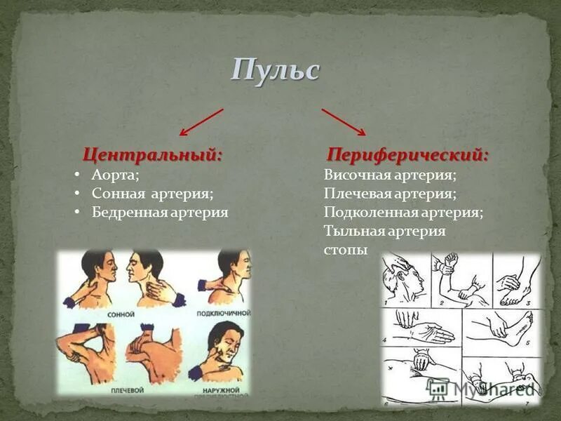 Пульсация в разных частях тела. Пульсация в разных частях тела