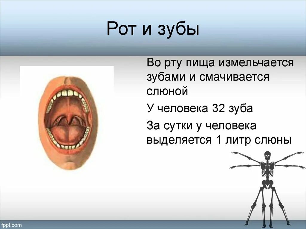 Пищеварительная система человека зубы. Ротовая система человека. В ротовой полости пища измельчается. В ротовой полости пища и смачивается слюной.