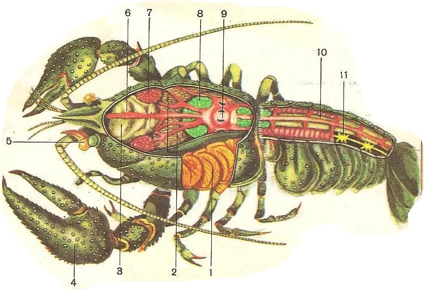 Строение речного рака рисунок. Строение членистоногих ракообразные. Crustacea строение.