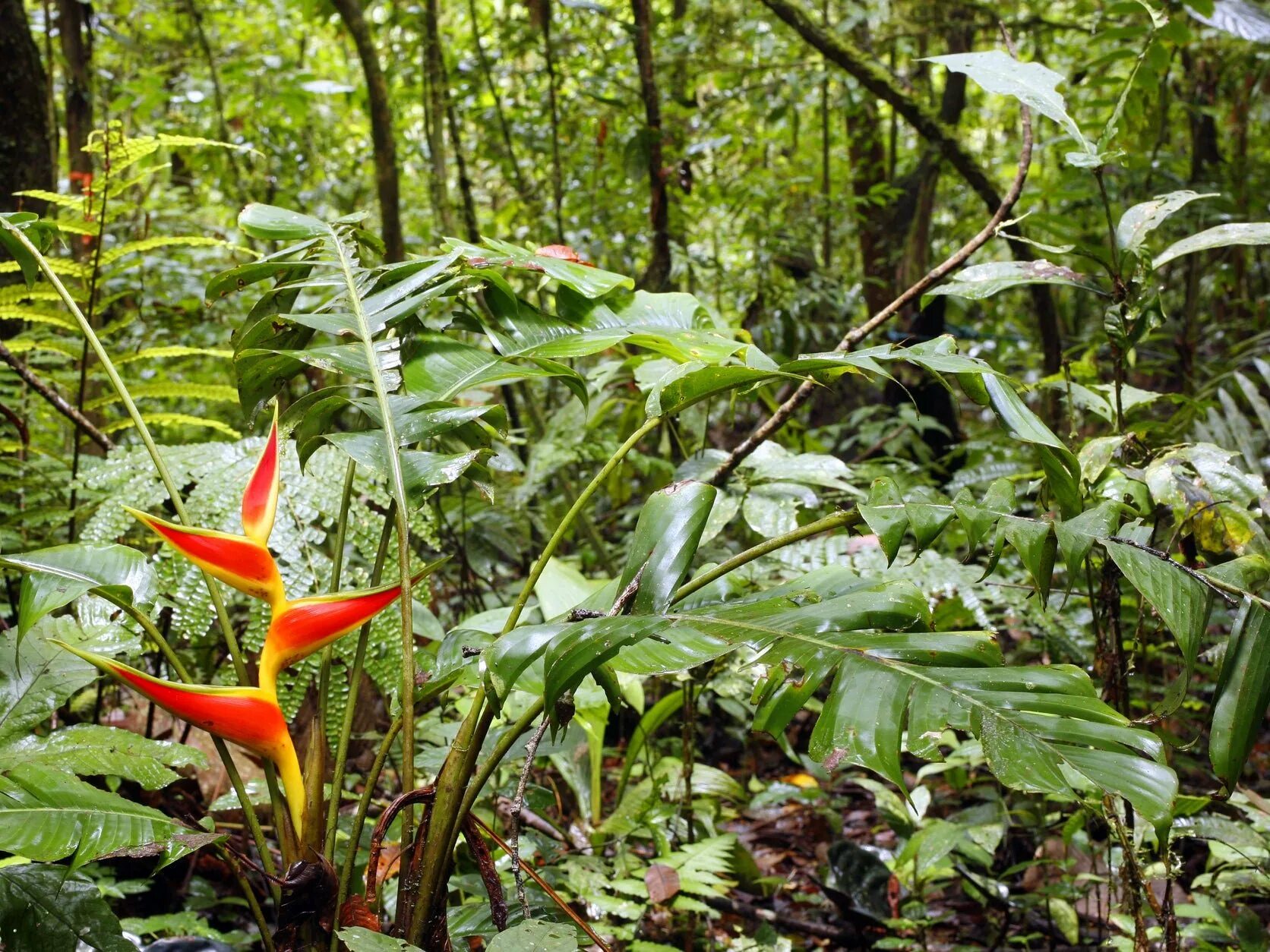 Rainforest plants. Чили Сельва тропические цветы. Растительный мир сельвы в Южной Америке.