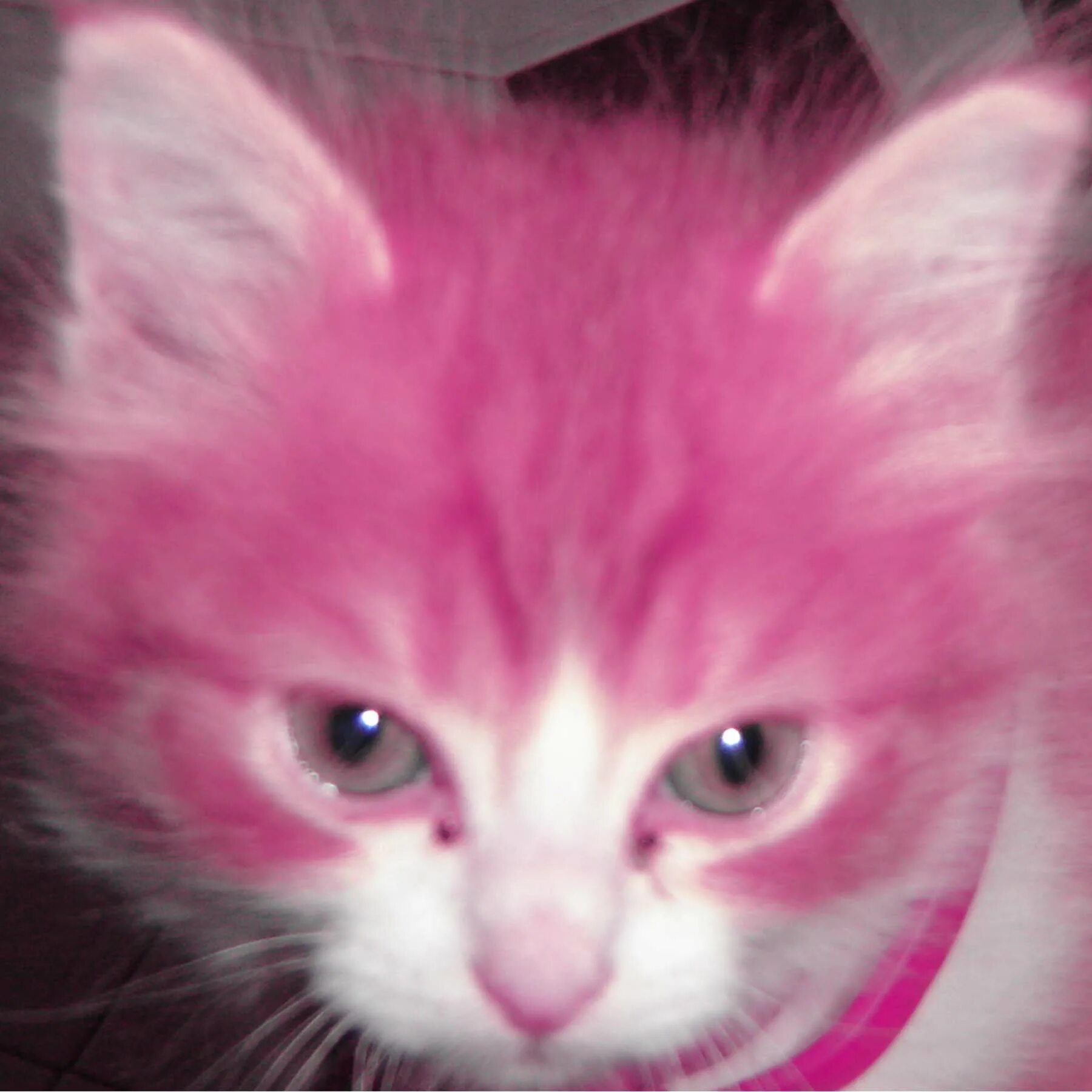 Кошка розовая глаза. Розовый котенок. Розовая кошка. Котики в розовом цвете. Кошка розового цвета.
