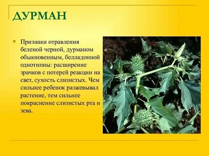 Дурман обыкновенный отравление