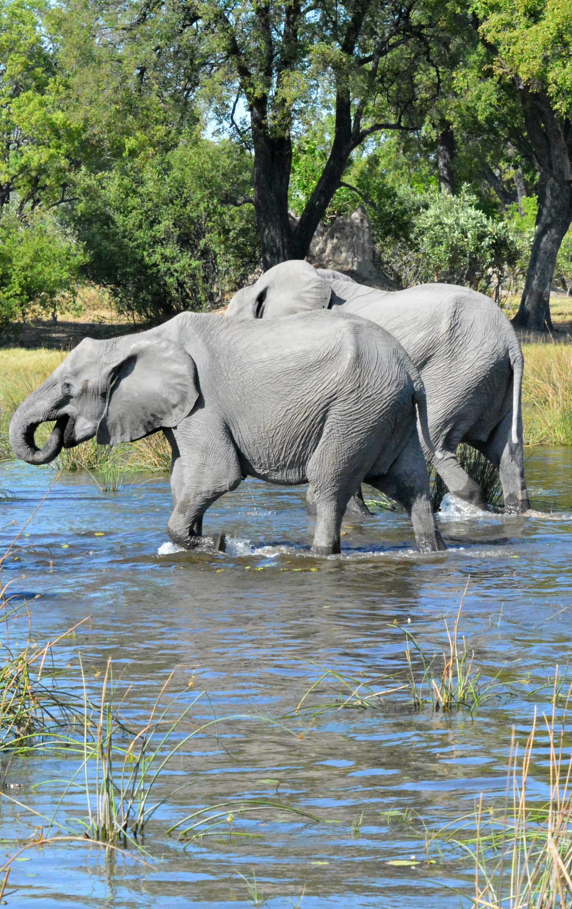 Elephant river. Ботсвана Африка. Ботсвана природа. Ботсвана животные. Ботсвана фото.