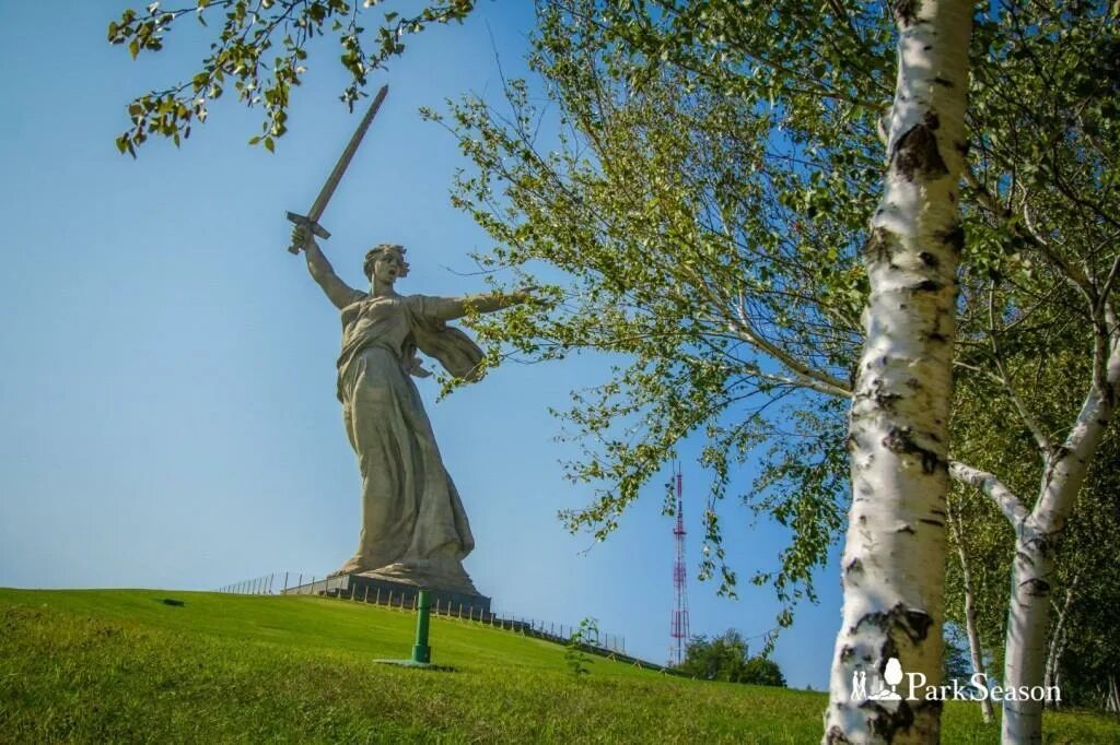 Березка на Мамаевом Кургане. Мамаев Курган Родина мать. Волгоградские березы на Мамаевом Кургане. Березка герои