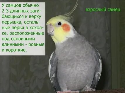 Как отличить пол кореллы