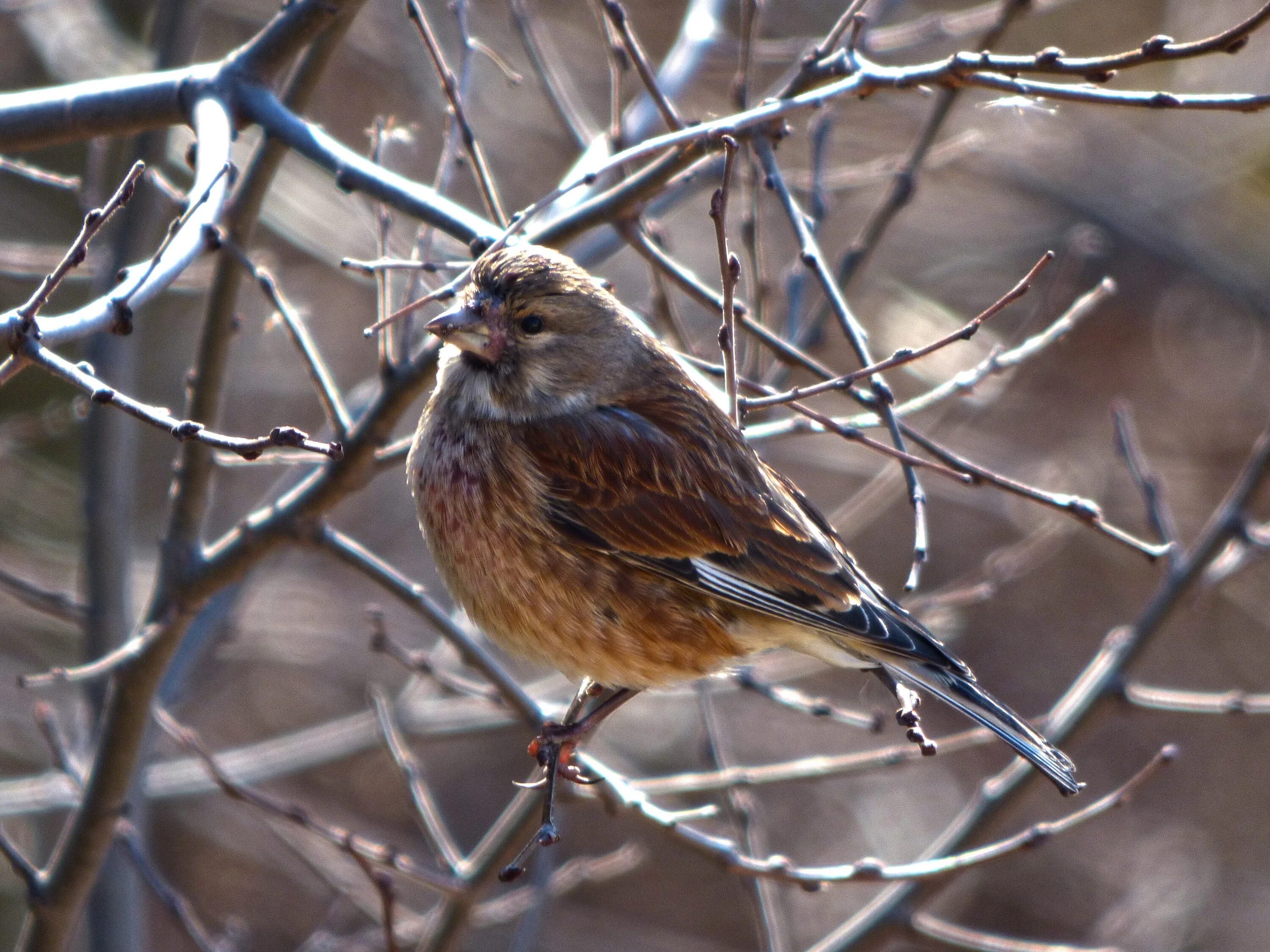 Cold bird. Зяблик крапивник. Коричневая птица. Зимняя птица коричневая. Птица коричневая зимующая.