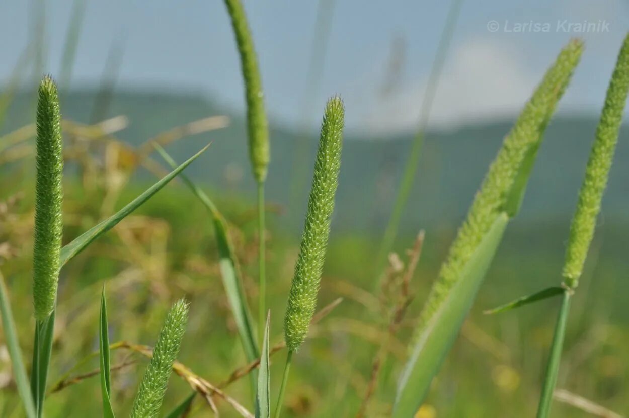 Тимофеевка латынь. Тимофеевка луговая (phleum pratense l.). тимофеевка сорняк. тимофеевка степная. тимофеевка phléum.