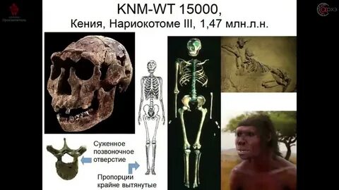 Дробышевский человек разумный