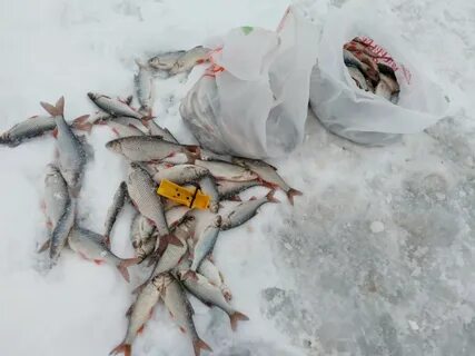 Новости с водоема с водоемов рыбацкие