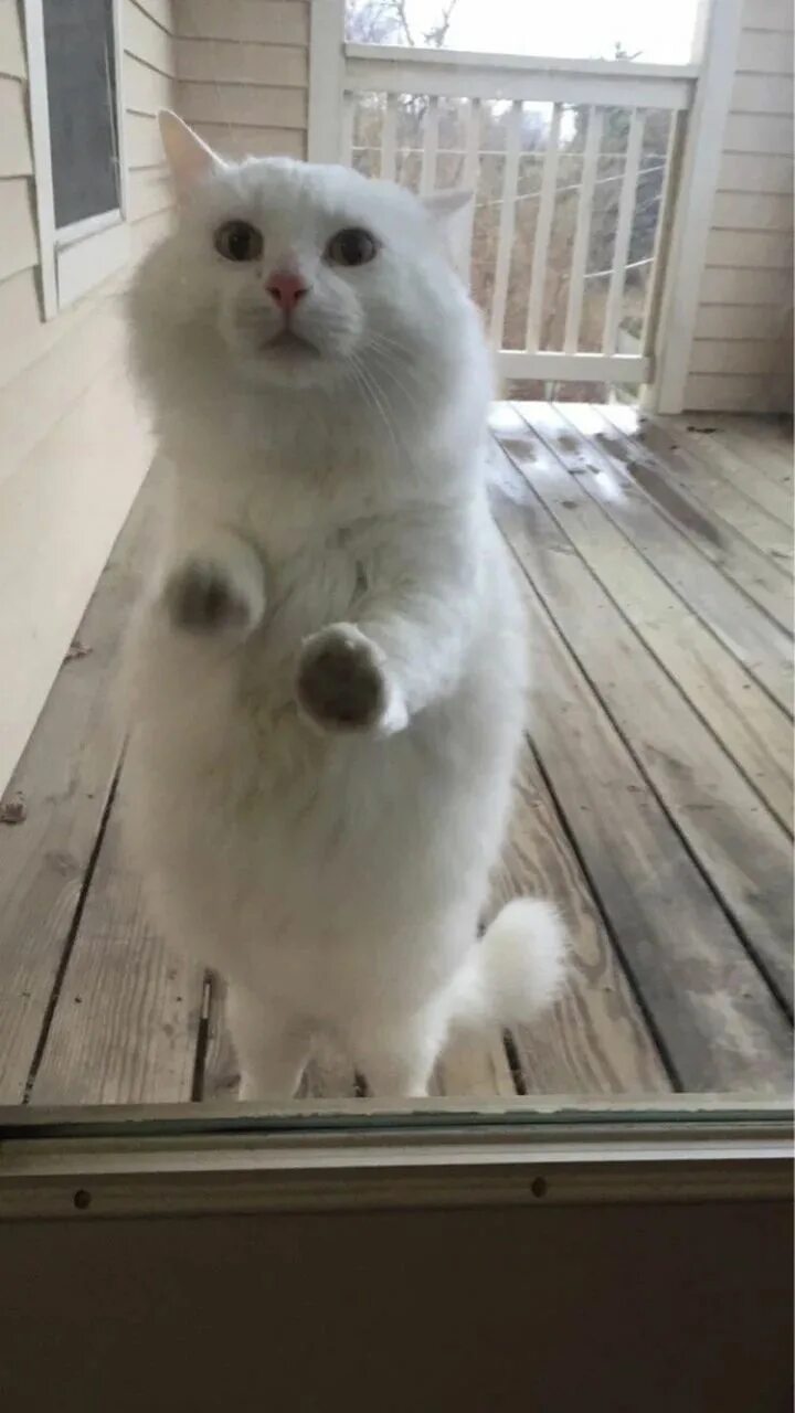 Коты белый и черный. Пришел белый кот к чему. Белый кот примета. Пришел белый кот к чему. Пришел белый кот к чему.