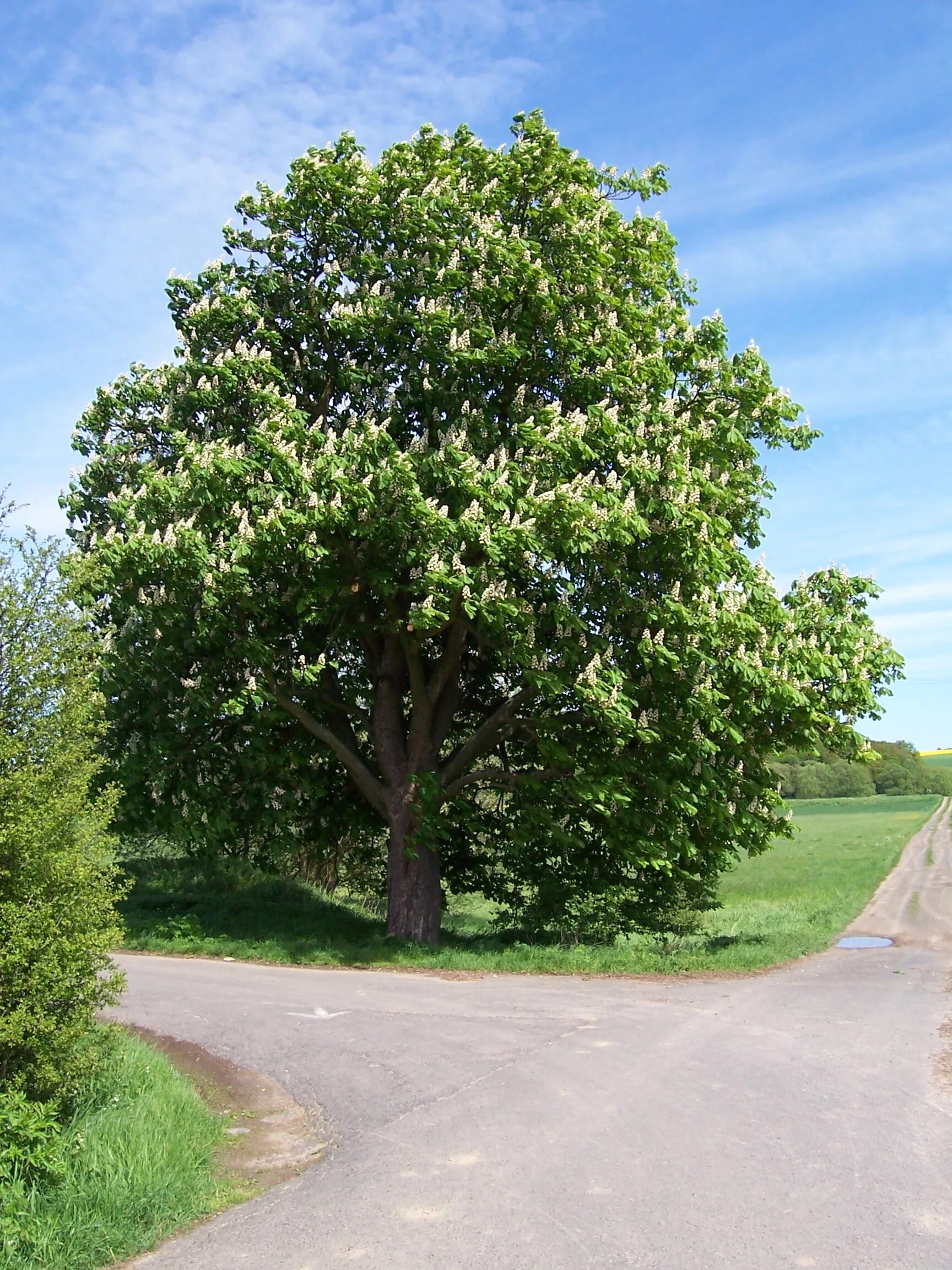 Prunus sargentii 'Charles Sargent' TreeEbb Online bomenzoektool Gartenbäume, Bep